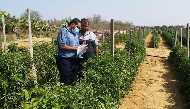 الزراعة في غزة