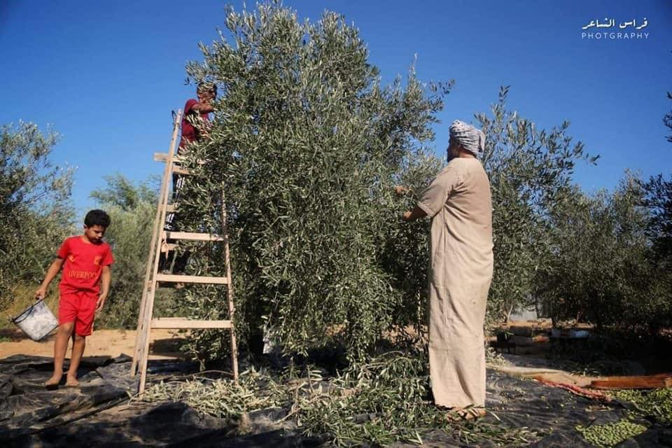 الدفاع المدني يحذّر من الطقس تزامنا مع قطف الزيتون ويوجه نصائح
