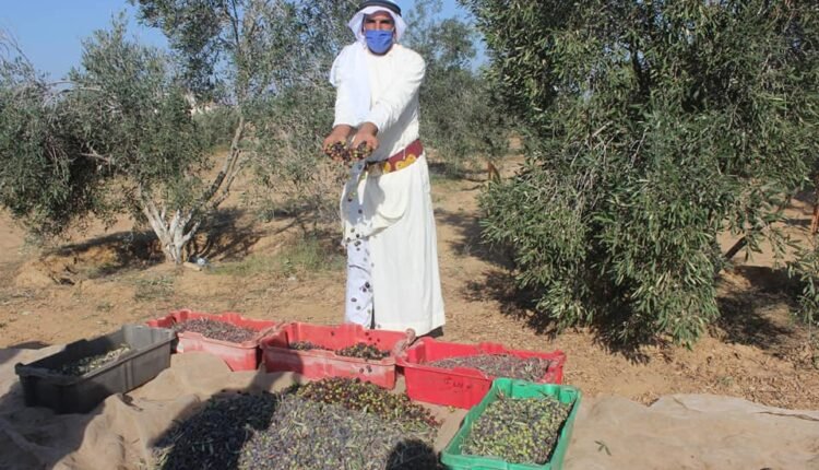 موسم الزيتون في غزة