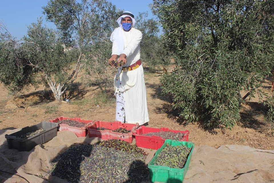 بالصور.. زراعة غزة تفتتح موسم الزيت والزيتون وتعلن كميات هذا العام