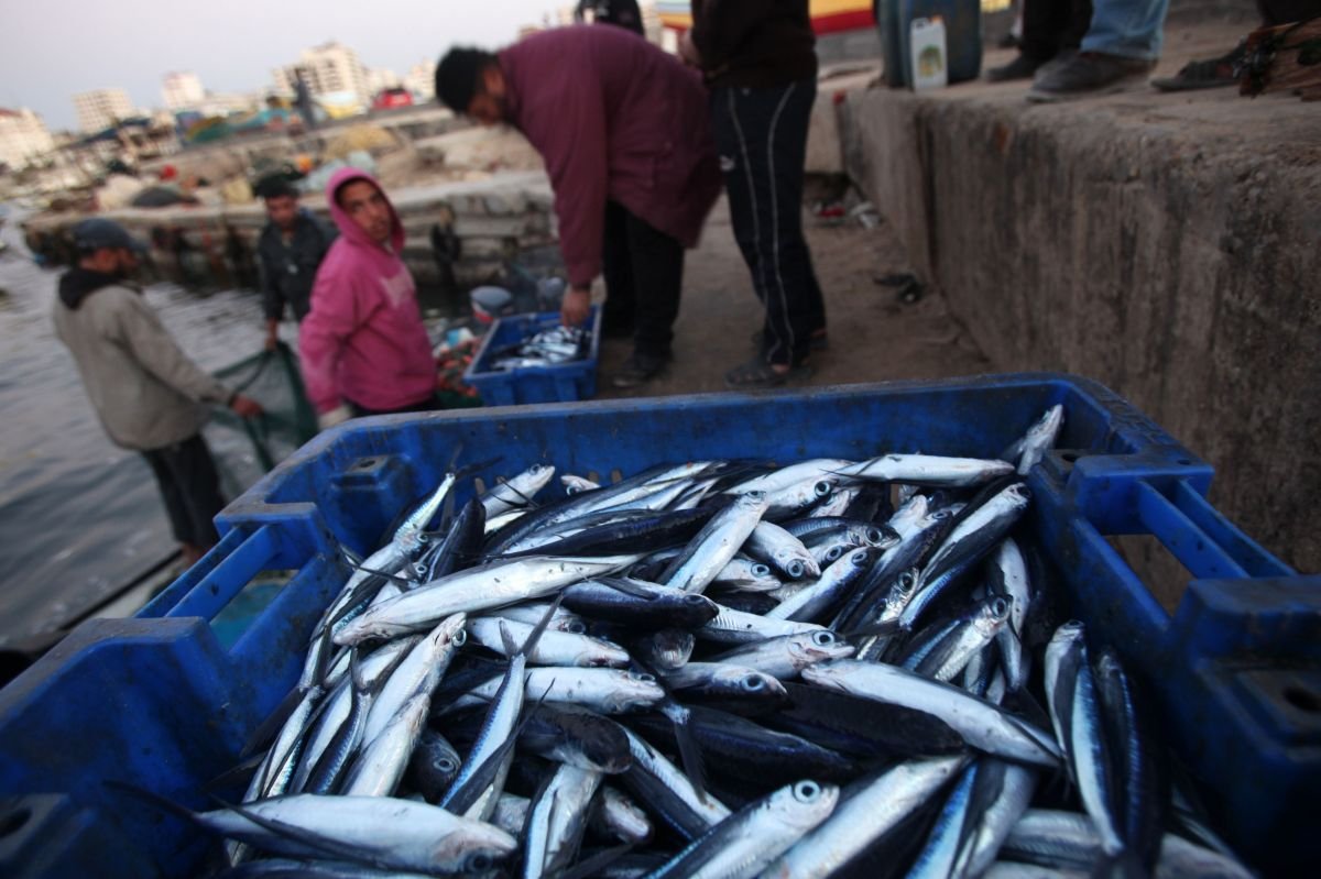 أسعار الأسماك الطازجة في أسواق غزة اليوم الأربعاء
