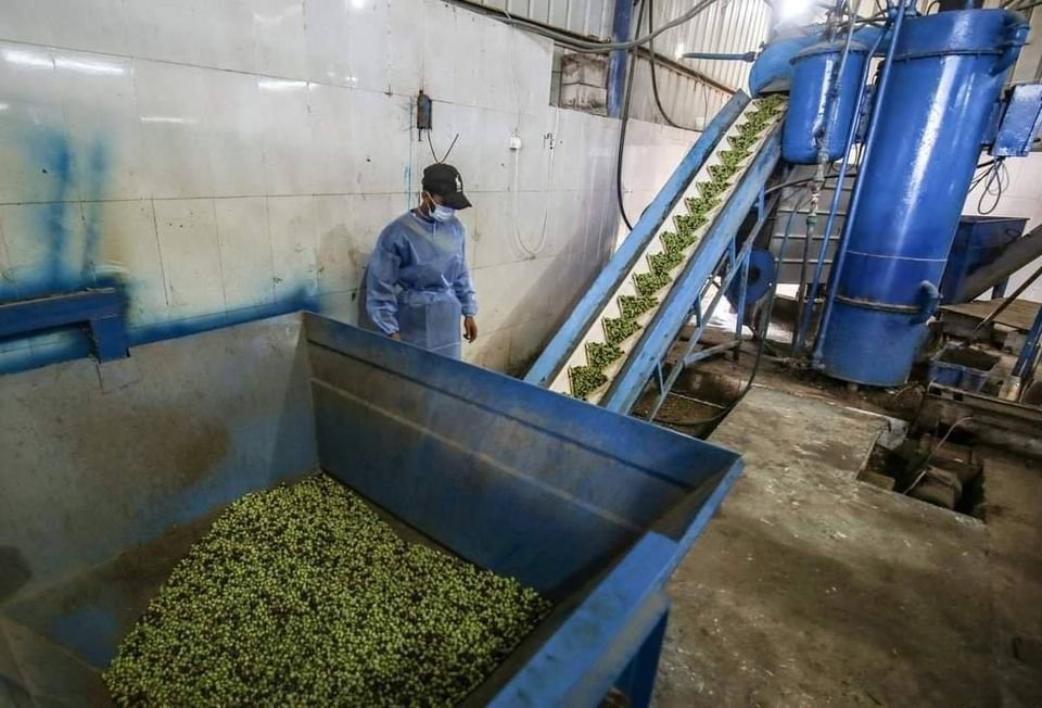 زيت زيتون في غزة