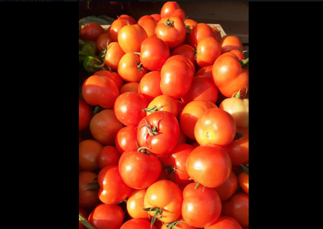 سعر البندورة في غزة