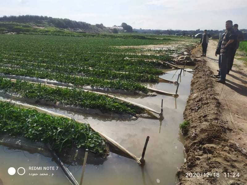 العطار يكشف حجم وتكلفة خسائر مزارعي الفراولة بسبب المنخفض