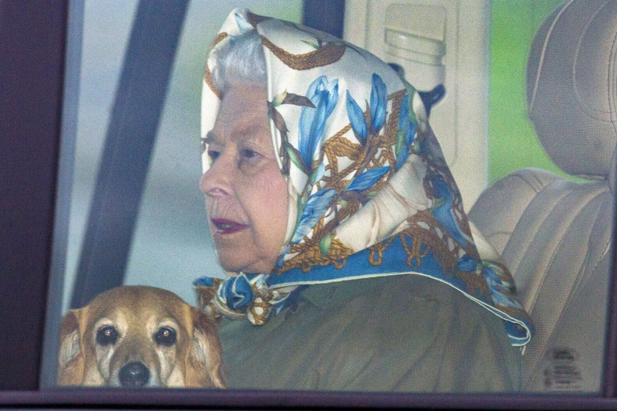 كلب الملكة إليزابيث ڤولكان