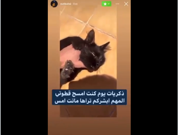 مازن المتحرش بالقطط