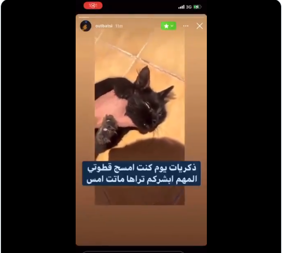مازن المتحرش بالقطط