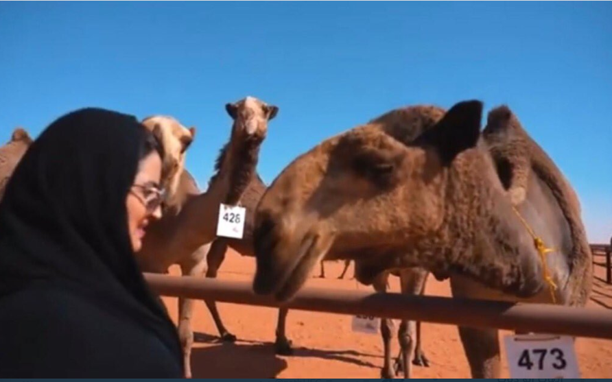 ناقة سمر المقرن لقحت