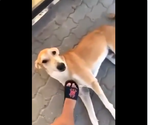 صاحب الكلب