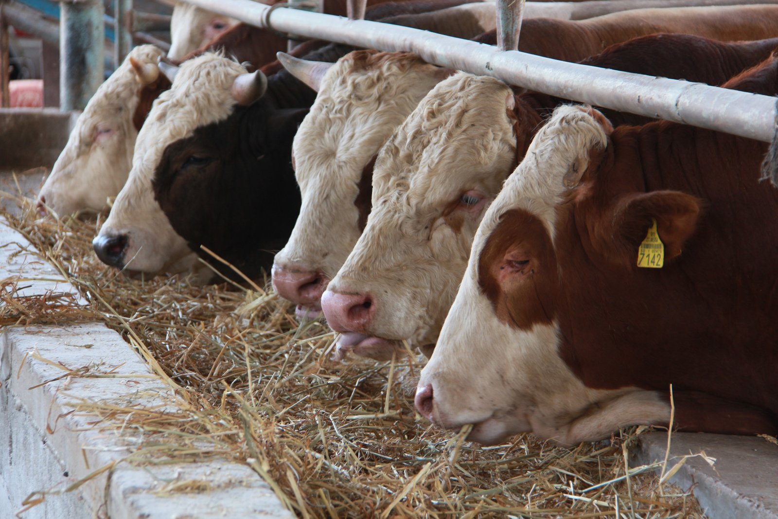 عجول في غزة