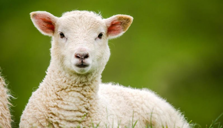 عيد الأضحى 2021