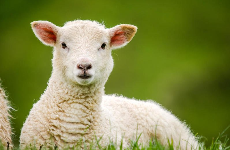 عيد الأضحى 2021