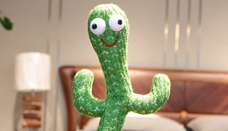 اين تتوفر الصبارة الراقصة في الاردن وكم سعرها ؟