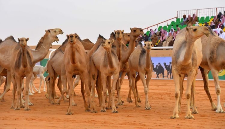 اسماء المشاركين في مهرجان الملك عبدالعزيز 1442 للإبل
