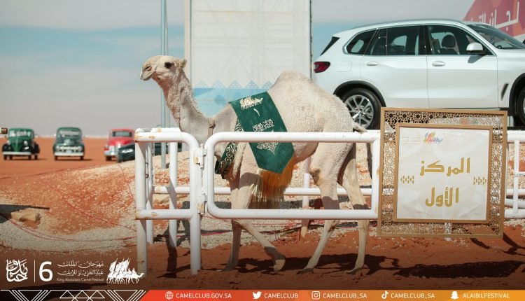 نتائج مزاين الإبل 1443 في السعودية