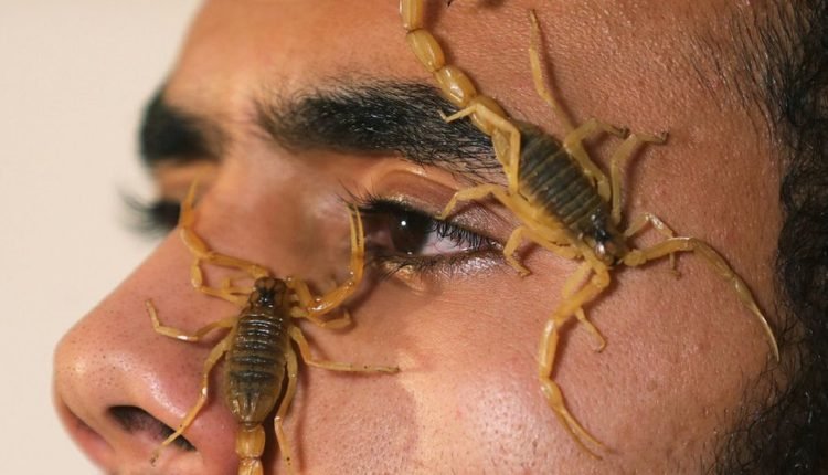 ما هو تفسير رؤية العقرب في المنام .. هل سحر ؟