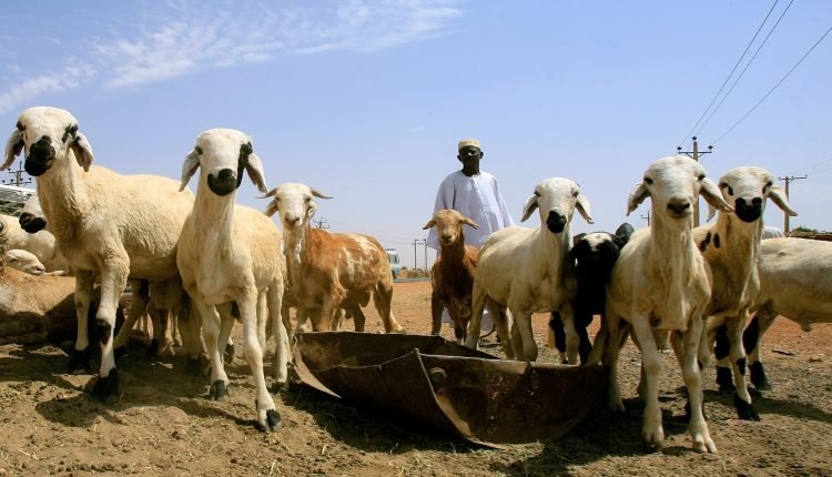 اسعار الاضاحي في السودان 2022