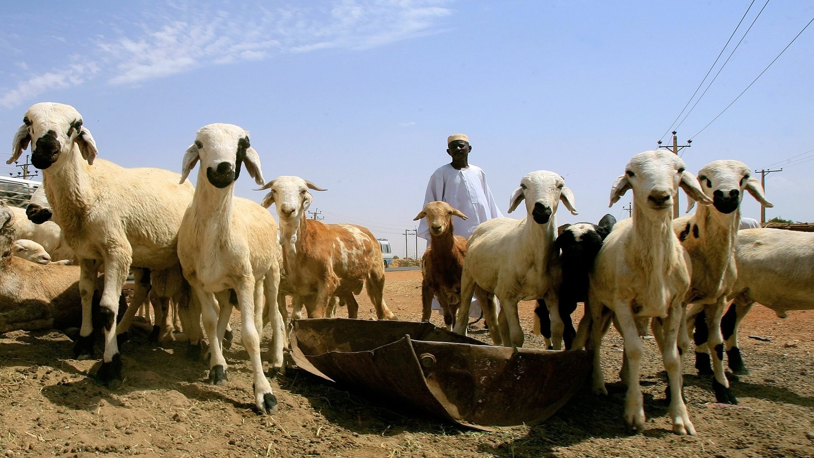 اسعار الاضاحي في السودان 2022