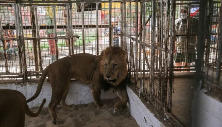 فيديو الطفل الذي اكله الاسد في غزة