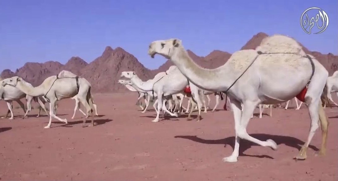 تردد قناة الصحراء نايل سات أو عربسات 2026 | بث مباشر